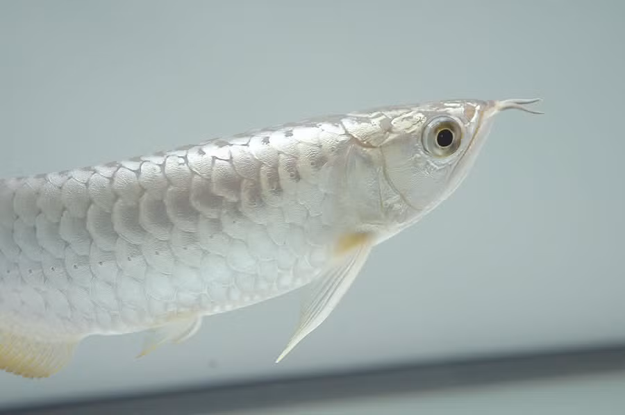 Thức ăn của loài cá đắt đỏ này là côn trùng, tôm, cá, và ếch, chúng thích hợp sống trong môi trường nước có nhiệt độ 75-82 độ F (khoảng 24 - 27,5 độ C).