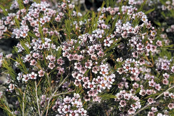 Loại hoa này tượng trưng cho sự giàu có, sung túc. Chúng có các màu sắc hồng nhạt, trắng, tím. Thanh Liễu được nhập khẩu gồm các loại Ofir, Orchid, Adi, Rotem.