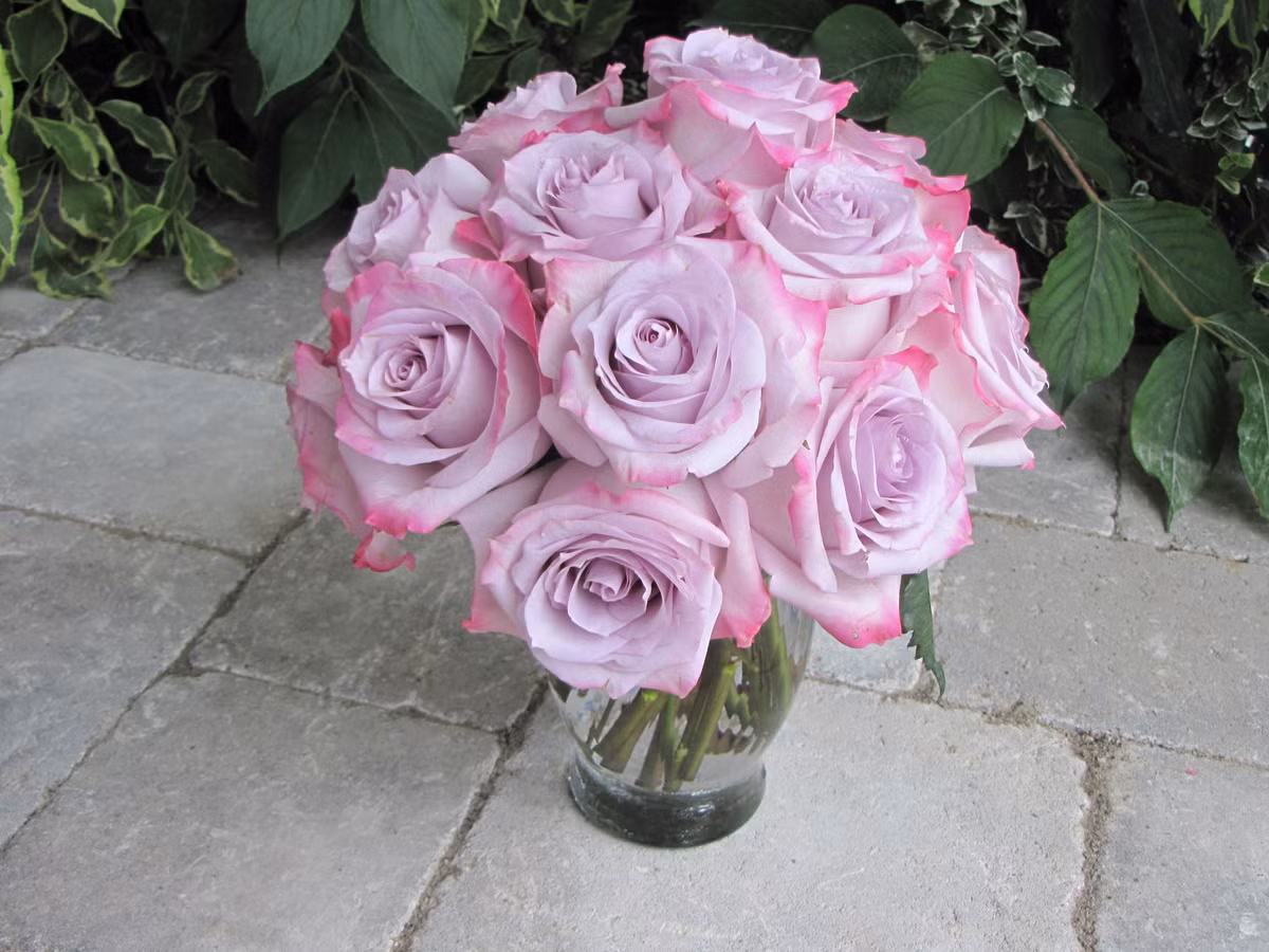 Hồng Haze có màu phớt nhẹ khoai môn cũng rất đẹp và lạ.