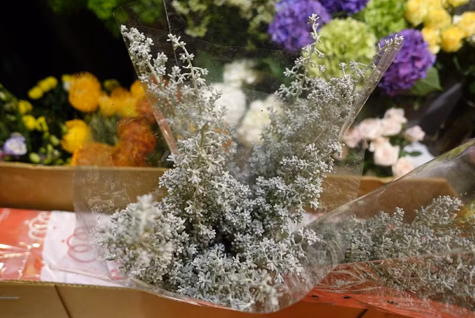 Năm nay, một cửa hàng hoa có tiếng ở Phố Huế, Hà Nội cũng nhập về loại hoa oải hương trắng lạ mắt. Ảnh: Liti Florist.