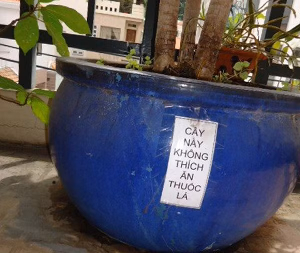 Hẳn là gốc cây này đã từng bị vứt rất nhiều thuốc lá nên chủ nhân mới phải dán tờ giấy nhắc nhở.