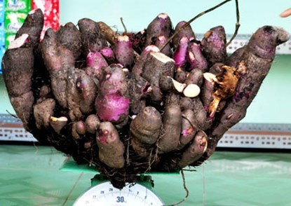 Rất nhiều củ cùng chụm lại thành một khối khổng lồ hiếm thấy. Không ít người đã đổ xô đến xem và chụp ảnh củ khoai kì lạ này.