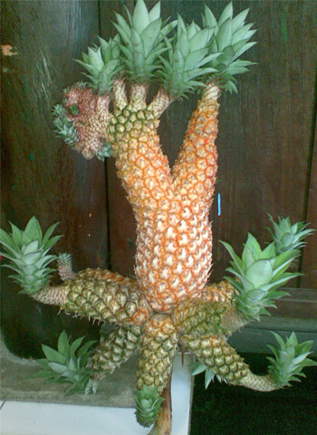 Quả dứa với nhiều nhánh tỏa ra các phía, hình thù kì lạ xuất hiện ở chùa Hội Khánh (phường Phú Cường, thị xã Thủ Dầu Một, tỉnh Bình Dương) khiến người dân tò mò. Theo các sư ở đây thì quả dứa là của một nông dân phát hiện ra trong một vụ thu hoạch.