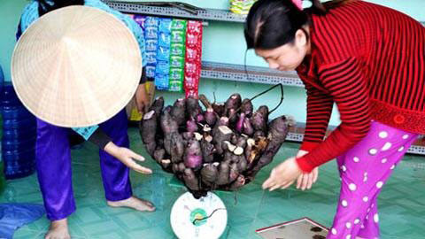 Tại Cà Mau, người dân đã đào được củ khoai có hình dáng giống một bông hoa sen.