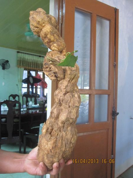 Với chiều dài tới 52cm, củ khoai lang ở TP Đồng Hới (Quảng Bình) nhìn giống một khúc gỗ được điêu khắc.