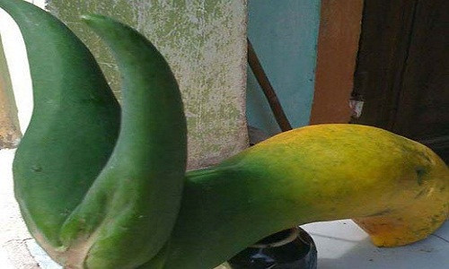 Trong số những loại quả kỳ lạ ở Việt Nam, quả đu đủ có hình thù dị biệt này khiến nhiều người thích thú. Đây là quả đu đủ được phát hiện ở nhà người dân xã Tịnh Hà, huyện Sơn Tịnh. Nhiều người cho rằng quả có hình con thỏ với thân dài và hai tai nhọn.