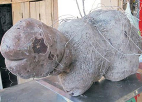 Một củ khoai đào được ở An Giang đã đột biến hình dáng và nặng tới 9kg, dài gần 0,5m.