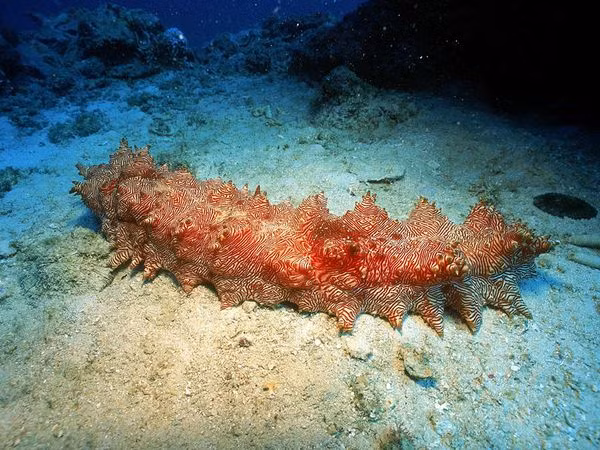 Kham pha hai sam mac luoi giup ngu dan Viet doi doi-Hinh-3