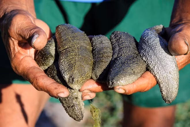 Nhờ giá trị kinh tế lớn, nhiều vùng ở Khánh Hòa đã phát triển nuôi hải sâm. Dọc đầm Thủy Triều (Cam Lâm, Khánh Hòa), các ao nuôi hải sâm đã mọc lên khá nhiều. Sau khi chế biến, chúng được bán với giá 200.000 - 250.000 đồng/kg. Ảnh: Lao động