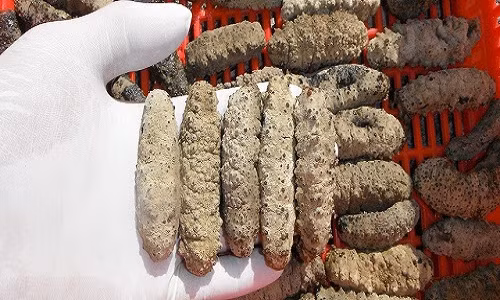 Nếu hải sâm đã qua chế biến giá lên tới 3-5 triệu đồng.