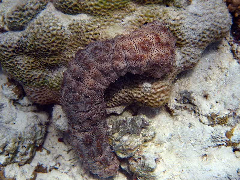 Kham pha hai sam mac luoi giup ngu dan Viet doi doi