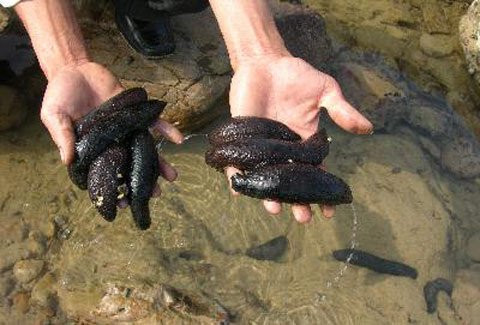 Hải sâm mắc lưới ngư dân quý như vàng mắc lưới.