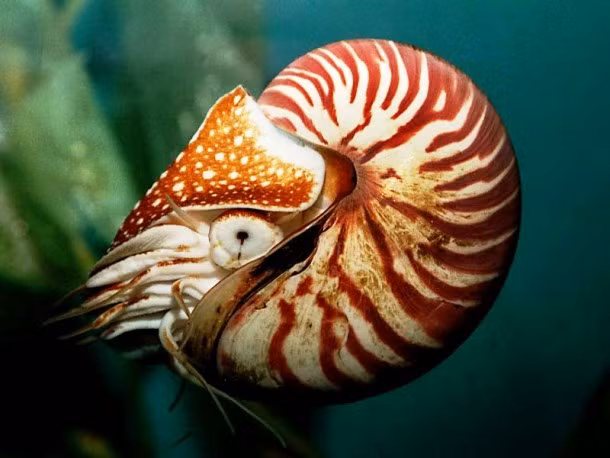 Để mua được vỏ ốc anh vũ, các nhà chế tác phải bỏ ra cả chục triệu đồng. Do có mặt cắt vỏ rất đẹp và quý hiếm nên vỏ ốc anh vũ có giá trị mỹ nghệ. Loài “quái vật biển” này được giới thượng lưu săn lùng làm bộ sưu tập.