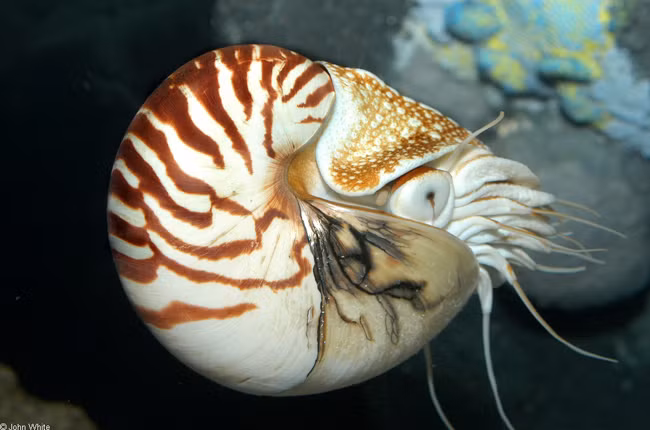  Ốc anh vũ (Nautilus pompilus) được giới khoa học coi là một “hóa thạch sống” trong thiên nhiên, vì chúng thay đổi rất ít so với tổ tiên cách đây 400-500 triệu năm.