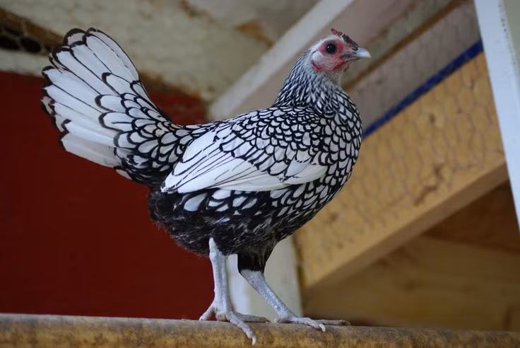 Gà cảnh vảy cá độc lạ đắt đỏ giật mình - Hình 5 Ga canh vay ca doc la dat do giat minh-Hinh-5