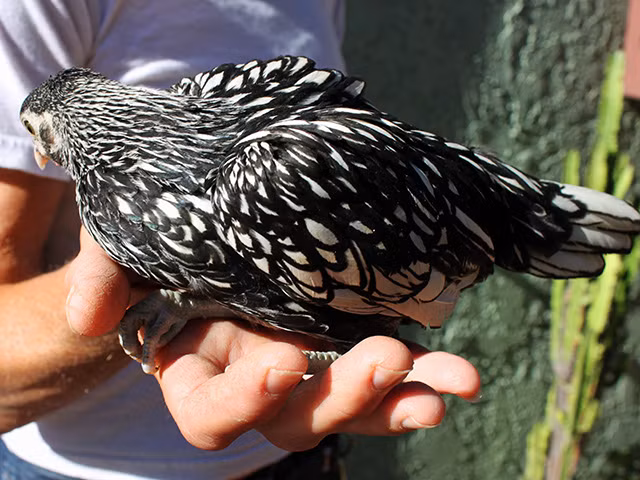 Gà cảnh vảy cá độc lạ đắt đỏ giật mình - Hình 6 Ga canh vay ca doc la dat do giat minh-Hinh-6