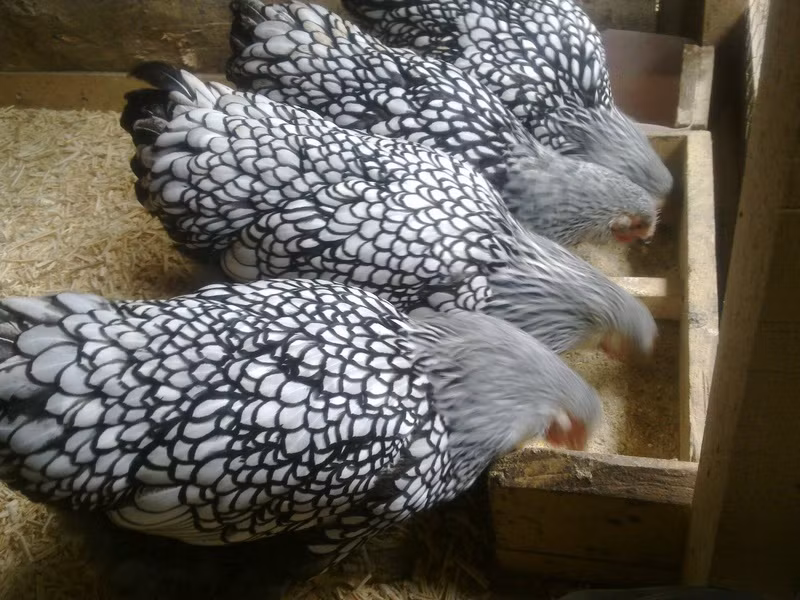 Gà cảnh vảy cá độc lạ đắt đỏ giật mình - Hình 9 Ga canh vay ca doc la dat do giat minh-Hinh-9