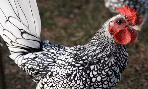 Gà cảnh vảy cá độc lạ đắt đỏ giật mình - Hình 7 Ga canh vay ca doc la dat do giat minh-Hinh-7