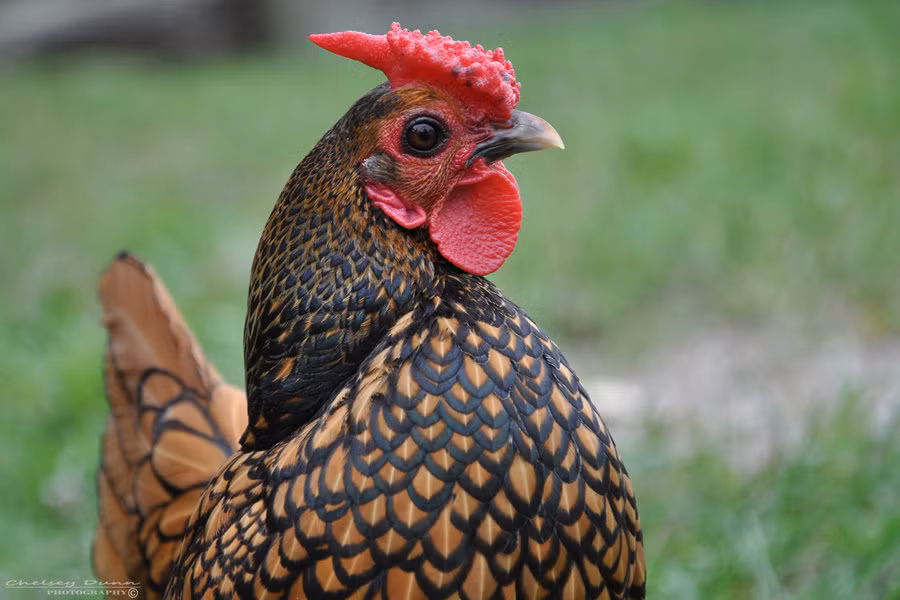 Gà cảnh vảy cá độc lạ đắt đỏ giật mình - Hình 4 Ga canh vay ca doc la dat do giat minh-Hinh-4