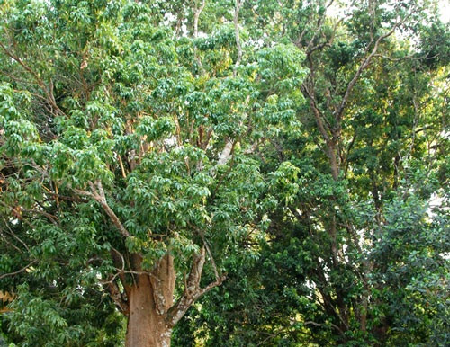 Cây cao gần 30 m, có bề hoành 3 người ôm. Hai cây này đã được Hội Bảo vệ thiên nhiên và Môi trường Việt Nam công nhận cây di sản Việt Nam.