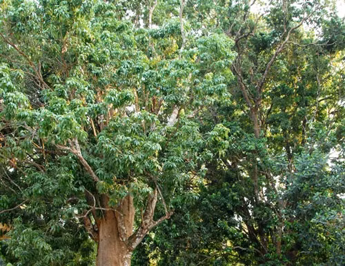 Cây cao gần 30 m, có bề hoành 3 người ôm. Hai cây này đã được Hội Bảo vệ thiên nhiên và Môi trường Việt Nam công nhận cây di sản Việt Nam.