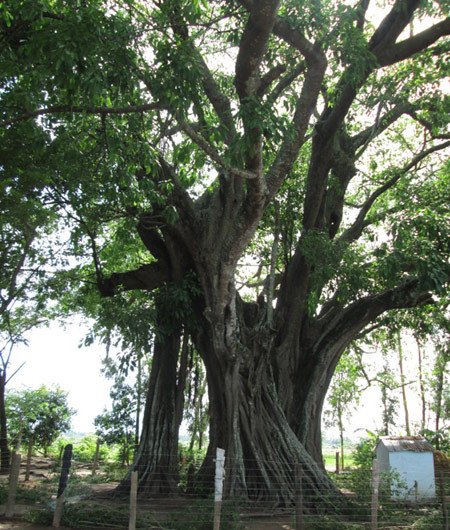 Cây cổ thụ này gắn liền với lịch sử, truyền thống cách mạng của vùng An Phú, và là điểm tham quan của du khách mỗi khi về thăm vùng đất biên giới này.