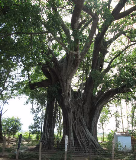 Cây cổ thụ này gắn liền với lịch sử, truyền thống cách mạng của vùng An Phú, và là điểm tham quan của du khách mỗi khi về thăm vùng đất biên giới này.