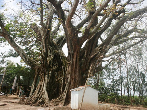 Hiện huyện An Phú và các nhà khoa học trong và ngoài nước đến nghiên cứu nhằm bảo vệ cây đa cổ thụ hiếm hoi này. Ảnh: Lao Động.