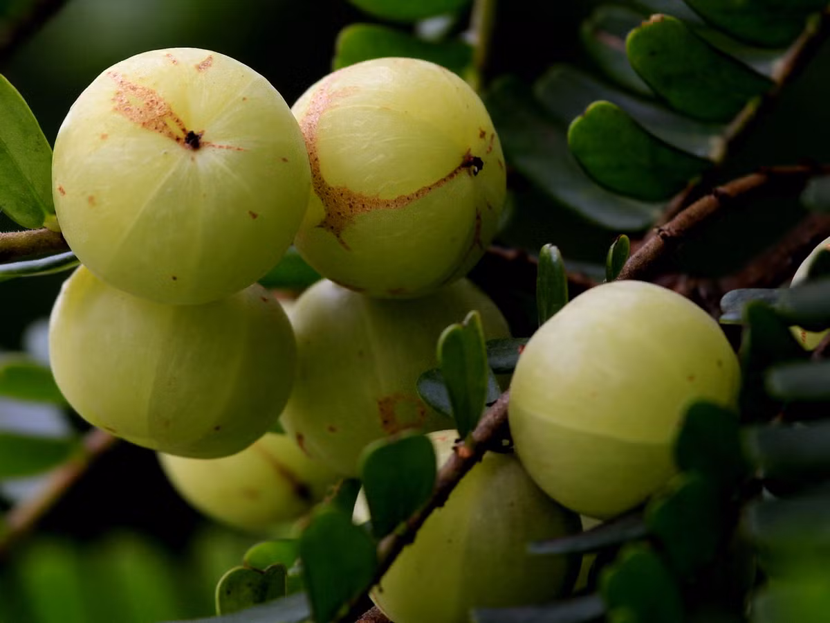 Me rừng còn gọi là chùm ruột núi, chúng mọc hoang ở các vùng rừng núi phía Bắc của nước ta. Ít ai ngờ rằng, loại quả vốn chỉ quen thuộc với người dân vùng sơn cước lại trở thành loại quả đặc sản có giá 80.000 đồng/kg ở thành thị.