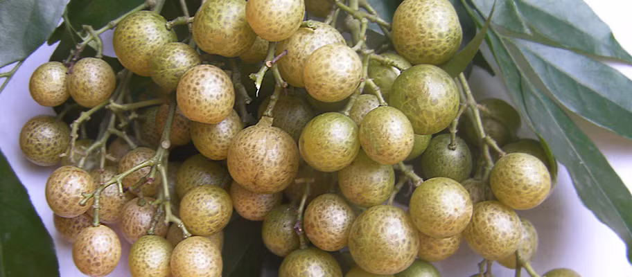 Mắc mật vốn là loại quả dại ít được chú ý hoặc chủ yếu được người dân các vùng núi biết đến. Tuy nhiên, gần đây, loại quả này được tìm mua khá nhiều với giá khoảng 50.000 đồng/kg quả tươi.