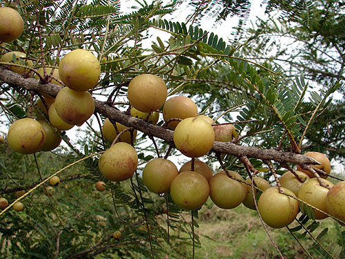 Sở dĩ khách thành thị tìm mua loại quả này vì theo Đông y, quả me rừng có vị chua ngọt, hơi chát, lợi tiểu, hạ nhiệt, tiêu viêm.