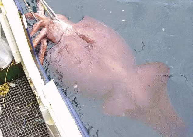 Trước đó ít lâu, con mực khổng lồ thứ hai trên thế giới được tìm thấy nguyên vẹn ngoài khơi bờ biển đông Nam Cực với cân nặng khoảng 3.629 kg.