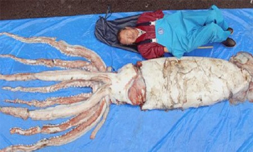 Không ít ngư dân bắt được mực ống khổng lồ và tặng chúng cho các nhà khoa học để nghiên cứu thay vì chế biến chúng thành những món hải sản ngon trong nhà hàng. Một ngư dân Nhật Bản, từng bắt được một con mực ống khổng lồ nặng tới 160 kg và dài hơn 4 m khi đánh bắt ở vùng biển ngoài khơi đảo Sadogashima, thuộc Quận Niigata, miền Trung Nhật Bản.