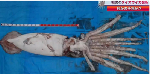 Sau đó thì một con mực ống dài tới 4,14m, nặng khoảng 200kg cũng bị bắt ở độ sâu 8 m tại vùng biển tỉnh Hyogo (Nhật Bản). Chúng được giao cho bảo tàng để nghiên cứu. Việc ngư dân liên tục bắt được chúng khiến nhiều người lo ngại vì sao loài mực khổng lồ lại xuất hiện nhiều lần.