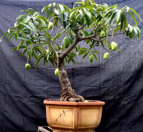 Một cây xoài nhỏ nhưng có thể đậu nhiều trái là nhờ bàn tay khéo léo của nghệ nhân chăm sóc.