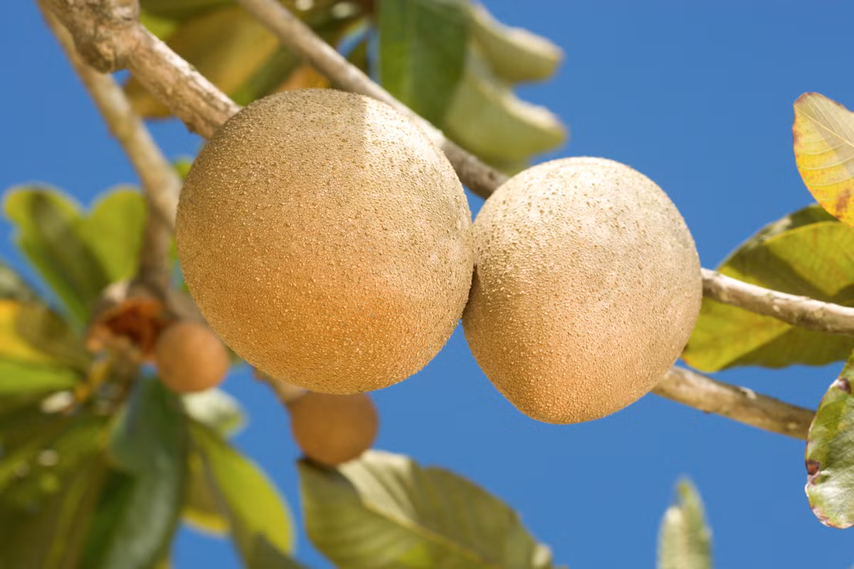 Táo mammee có lớp vỏ màu nâu, dày, khoảng 3 mm. Mỗi trái táo có đường kính khoảng 10 - 20cm. Khi còn xanh, trái cây cứng và nặng, nhưng khi chín, phần thịt lõi vàng bên trong lại rất mềm.