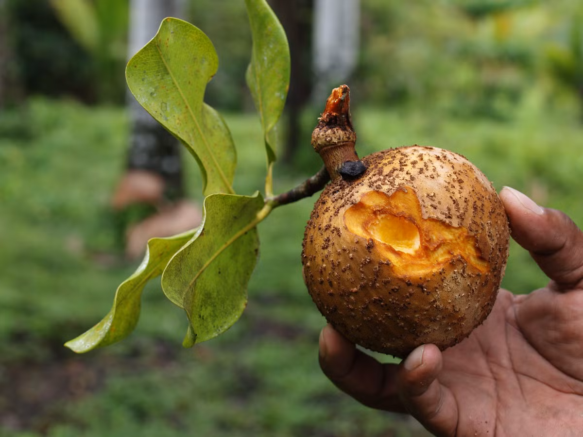 Giống táo lõi vàng mammee thuộc loài cây nhiệt đới Nam Mỹ, được trồng nhiều ở Hawaii và Florida (Mỹ).