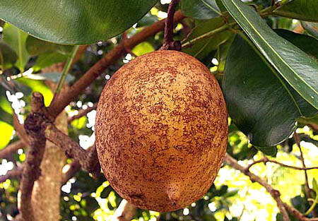 Chúng chứa nhiều vitamin A, B1, B2, B3, Vitamin C... có lợi cho sức khỏe.