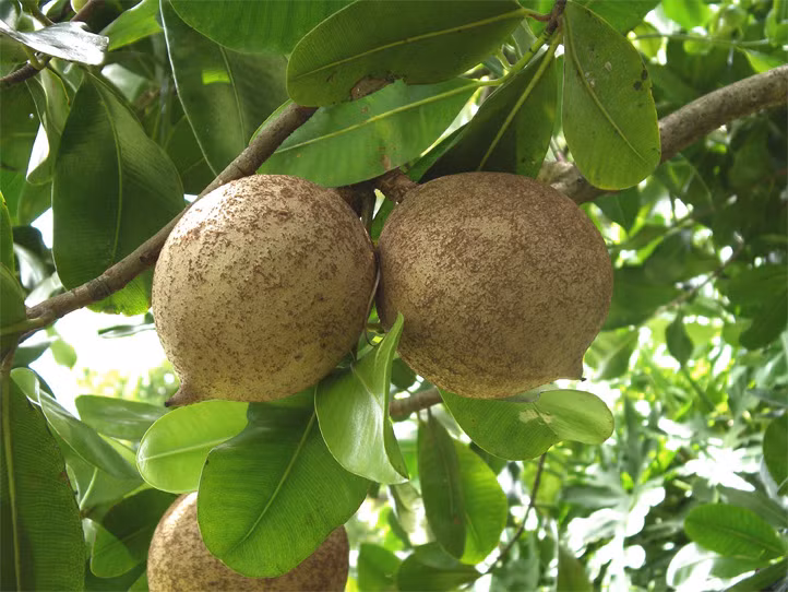 Trái táo lõi vàng Mammee thuộc họ măng cụt và có nét tương đồng với quả hồng xiêm.