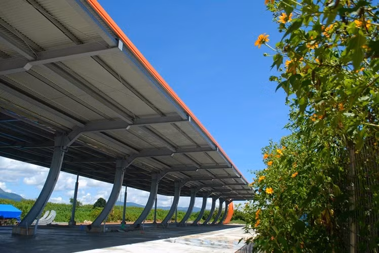 Cuối tháng 10 sang tháng 11, hoa dã quỳ lại nở vàng óng, làm mê lòng khách du lịch, người đam mê nhiếp ảnh. Du khách xuống sân bay Liên Khương (Đà Lạt) cũng có thể nhìn thấy những bông hoa đẹp đẽ này trong nắng thu dịu nhẹ.