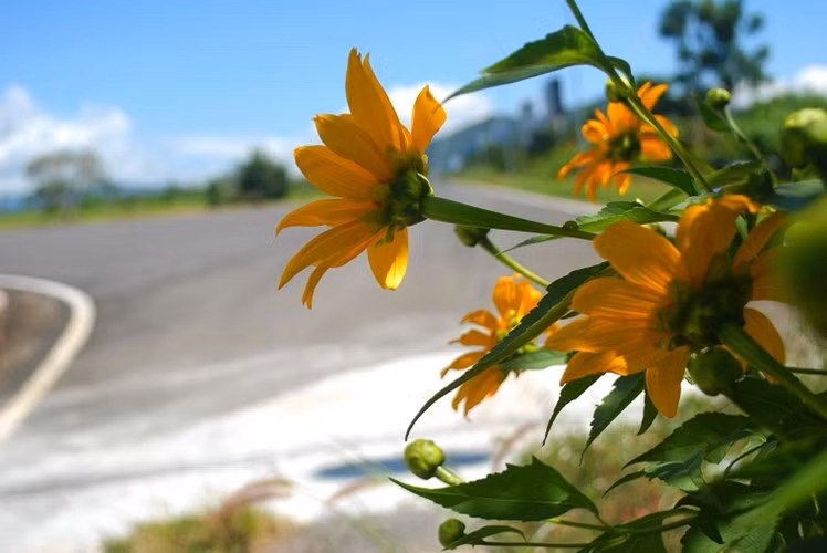 Dã quỳ len lỏi mọc bên lề các đường băng, lối đi, tạo điểm nhấn khác biệt cho sân bay này.
