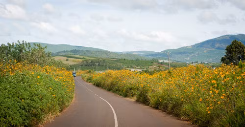 Dừng chân ở khu vực sân bay Cam Ly (Đà Lạt) bỏ hoang, du khách như lạc lối vào những lối mòn đường đất đỏ mà những vạt hoa quỳ hai bên vàng rực.