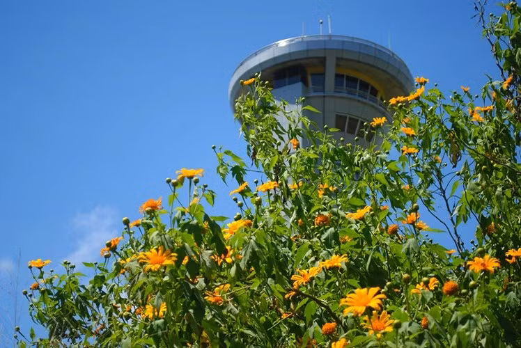 Thời điểm nắng vừa lên hoặc đã dịu nhẹ khi về chiều sẽ thích hợp để ngắm loài hoa này. Khung cảnh sân bay có hoa dã quỳ nở rộ bớt phần khô cứng mà nhẹ nhàng, thơ mộng.