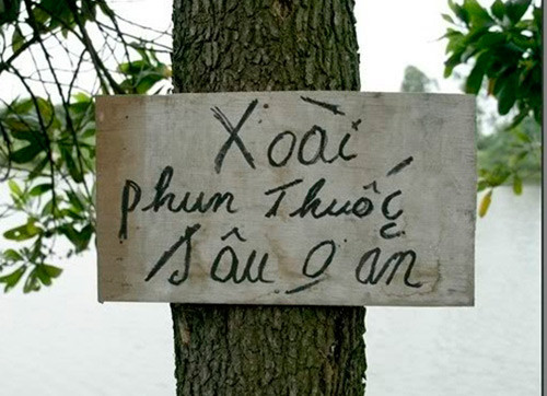 Cách diễn đạt trên tấm biển có thể hiểu hai cách hài hước "Xoài phun thuốc/ Sâu không ăn" hoặc "xoài phun thuốc sâu/ không ăn".