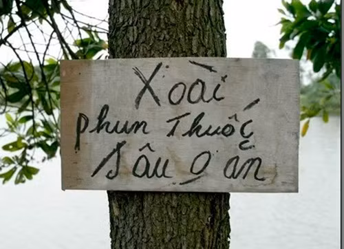 Cách diễn đạt trên tấm biển có thể hiểu hai cách hài hước "Xoài phun thuốc/ Sâu không ăn" hoặc "xoài phun thuốc sâu/ không ăn".