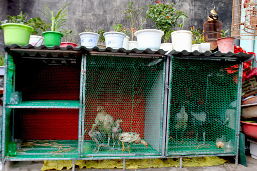 Muôn kiểu vườn độc dị trên sân thượng chật hẹp - Hình 5 Muon kieu vuon doc di tren san thuong chat hep-Hinh-5