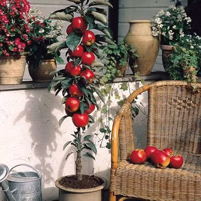 Riêng giống táo lùn trồng cảnh có giá bán 50.000 đồng/hạt. Theo các shop này, hạt giống được nhập từ Canada. Thời gian cây ra trái, tùy loại sẽ dao động từ 1-2 năm.