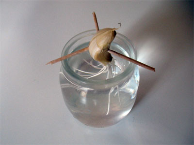 Cách đơn giản nhất, bạn hãy tách một nhánh tỏi khỏi củ, dùng 3 que tăm, xuyên đều 3 phía và đặt nhánh tỏi vào lọ, chén đựng nước sạch.