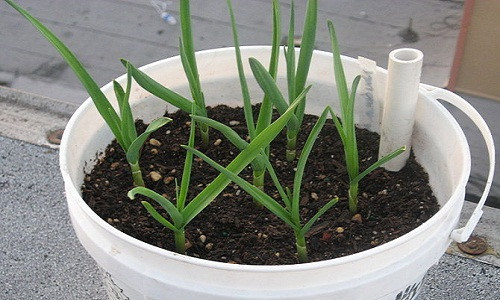 Tỏi sẽ lên mầm và lá, sau từ 2 - 3 tháng, tỏi sẽ ra hoa.