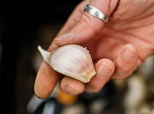 Bạn nên chọn nhánh tỏi to nhất để trồng. Trước khi trồng xuống đất, hãy bóc bớt lớp vỏ bên ngoài của chúng, chỉ giữ lại lớp vỏ lụa lớp trong cùng. Đừng quên, bạn không nên tác động gì vào phần gốc và ngọn của nhánh tỏi.